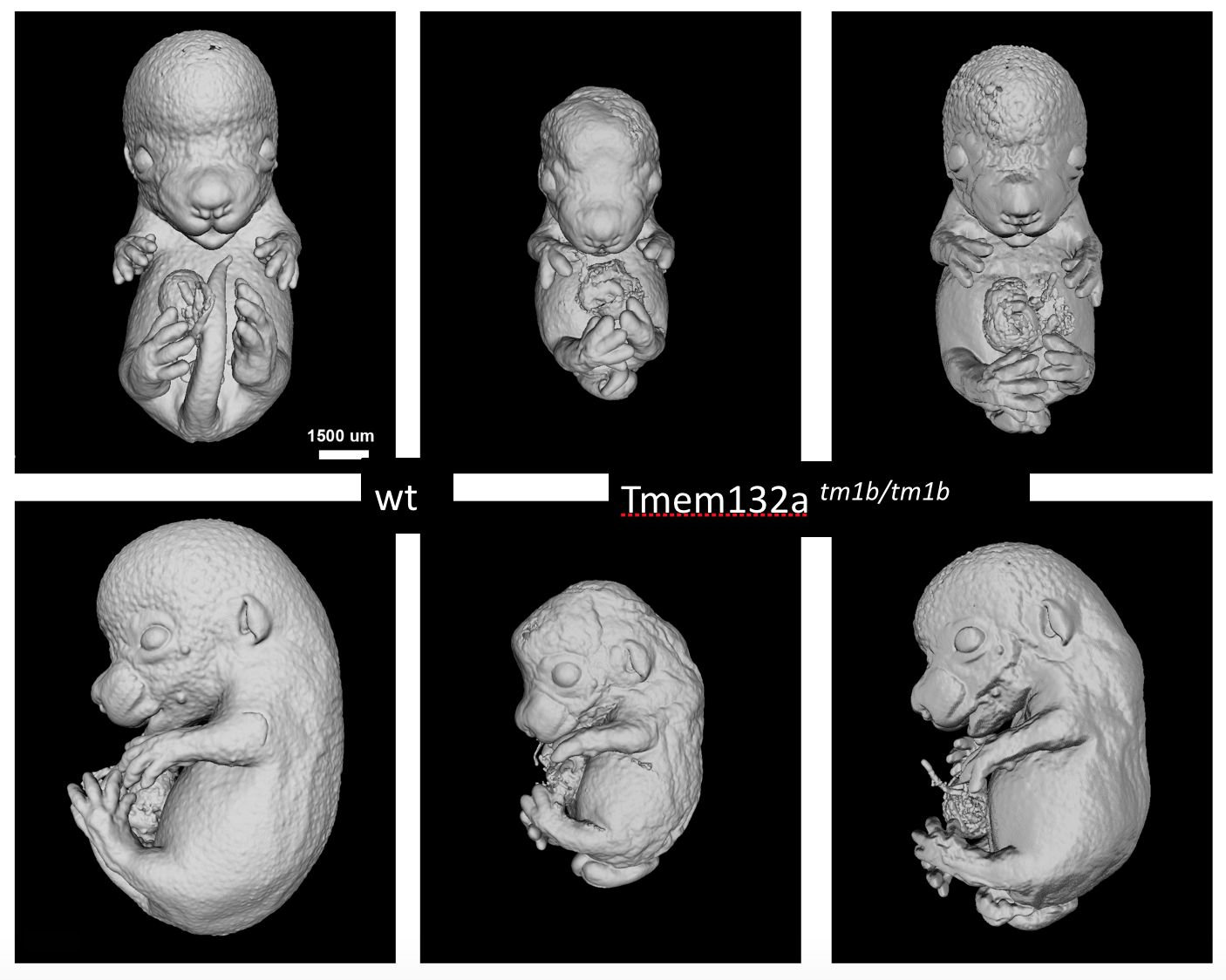 Surface renderings of  microCT volumes of Tmem132a mutants compared to wildtype littermates